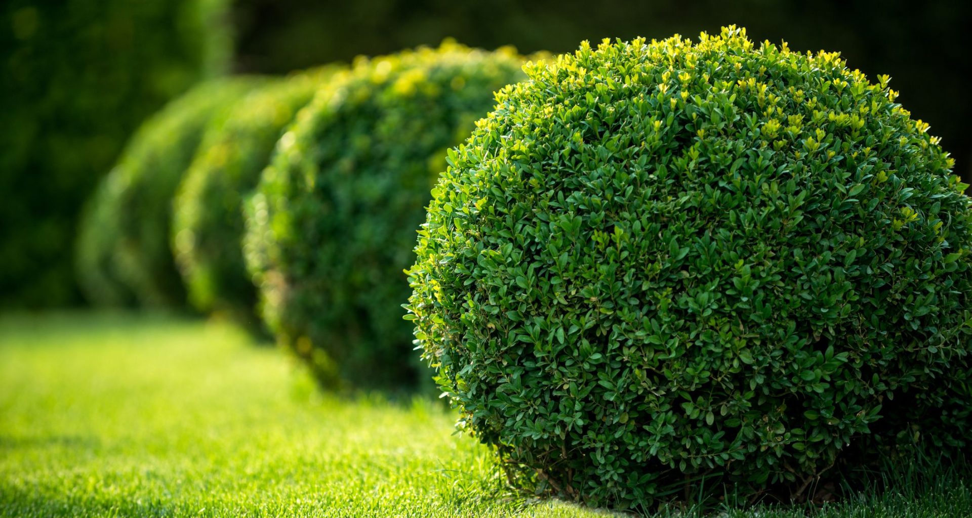 Types Of Shrubs In India