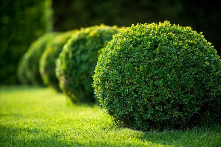 Types Of Shrubs In India