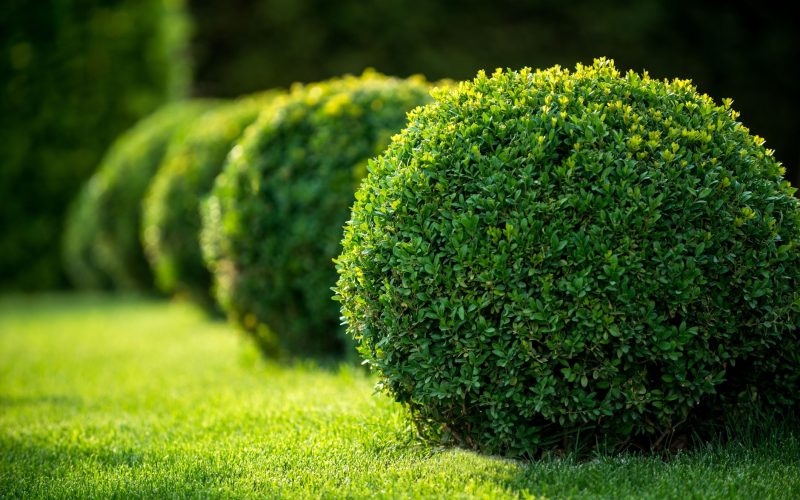 Types Of Shrubs In India