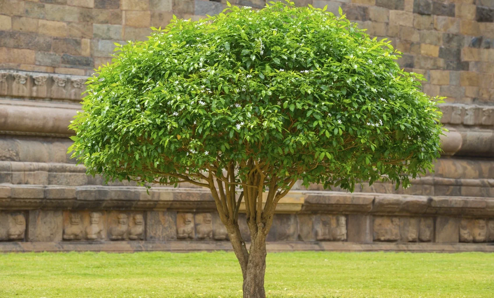 Types Of Shrubs In Indiana