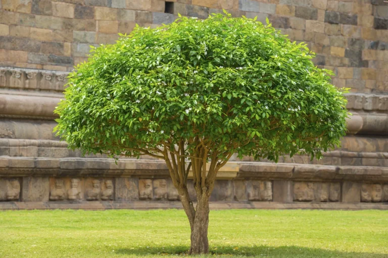 Types Of Shrubs In Indiana