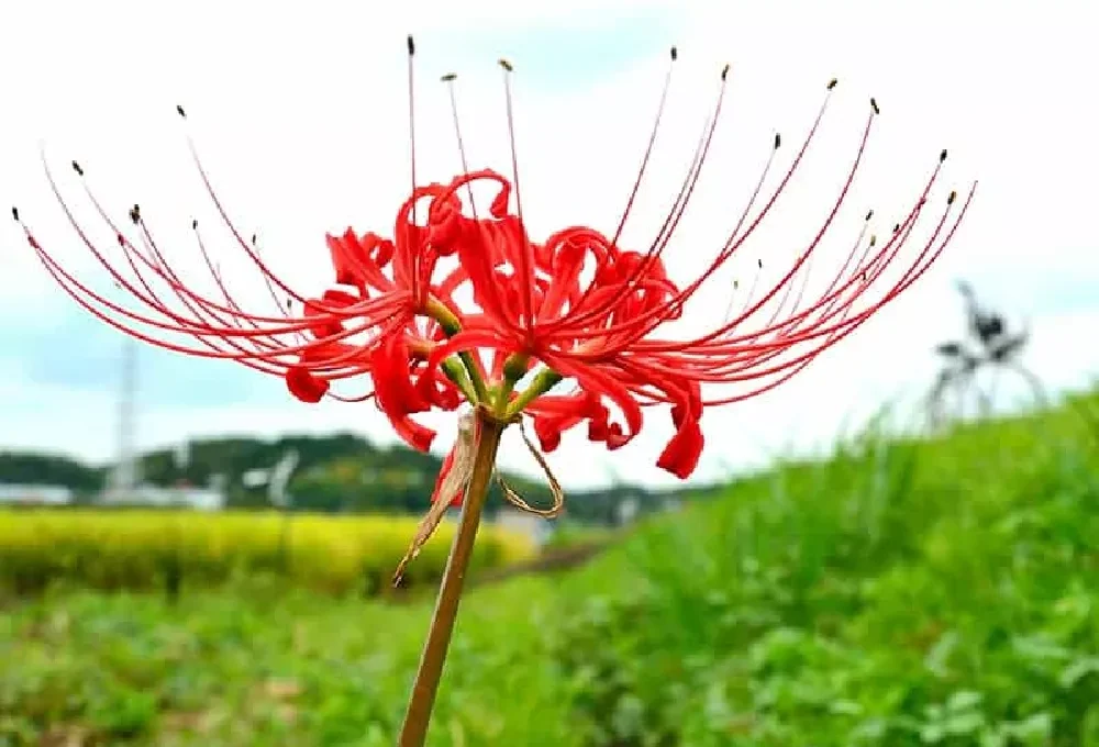 Types of Spider Lilies