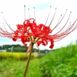 Types of Spider Lilies