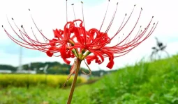 Types of Spider Lilies