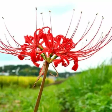 Types of Spider Lilies