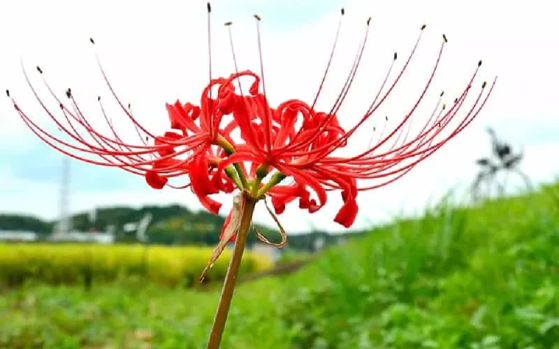 Types of Spider Lilies