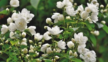 Different Types of Shrubs in Texas