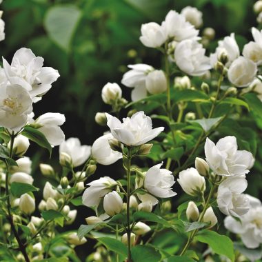 Different Types of Shrubs in Texas