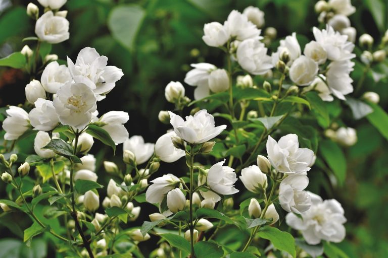 Different Types of Shrubs in Texas