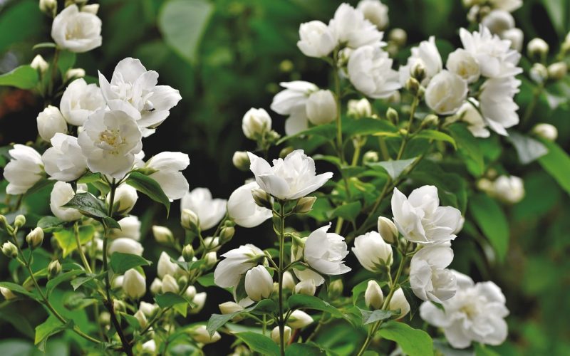 Different Types of Shrubs in Texas