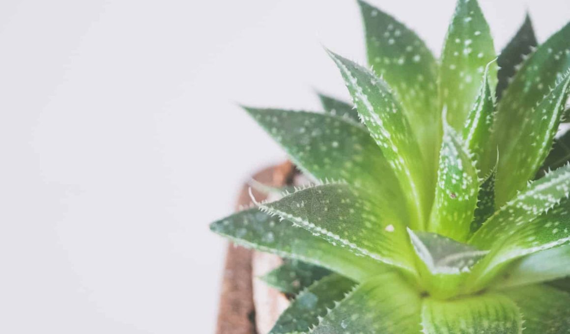 How to Care for Aloe Vera Plant?