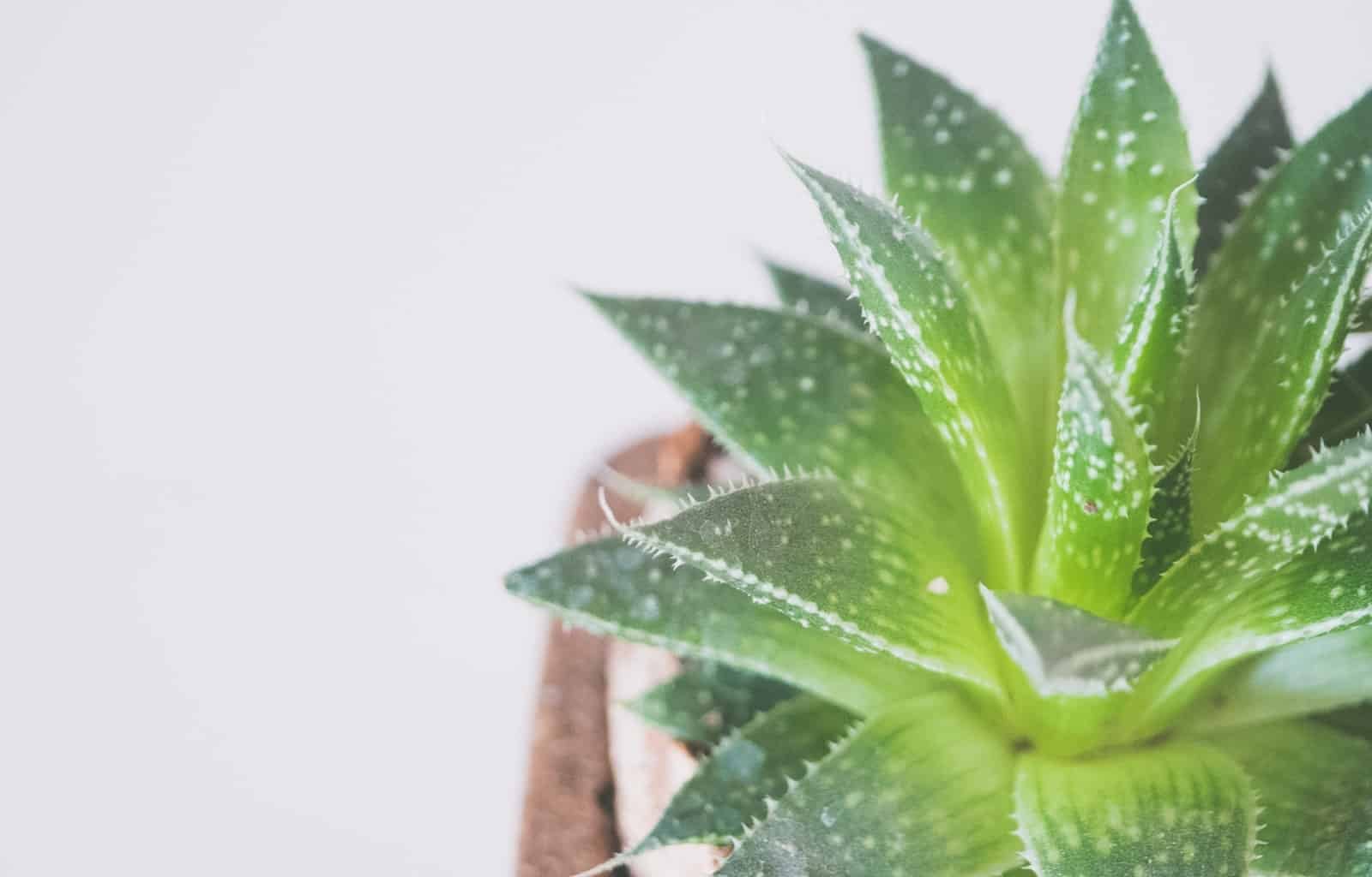 How to Care for Aloe Vera Plant?