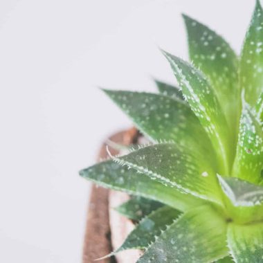 How to Care for Aloe Vera Plant?