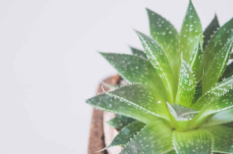 How to Care for Aloe Vera Plant?