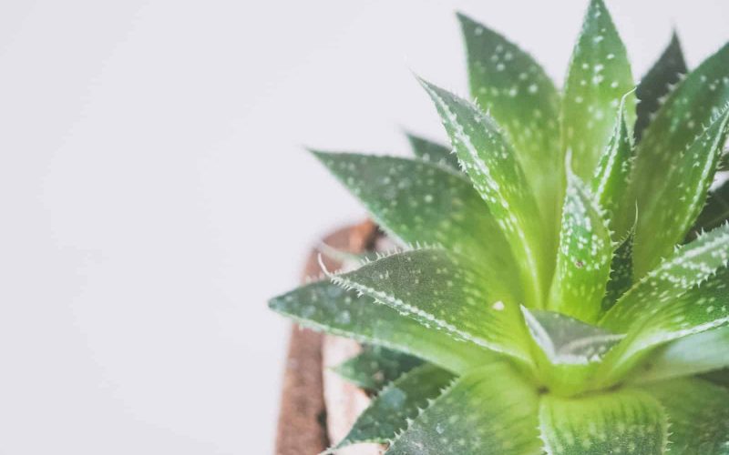 How to Care for Aloe Vera Plant?
