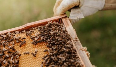How to Get a Bee Out of Your House
