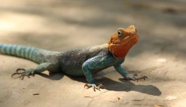 How to Get Lizard Out of House