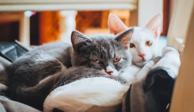 How to Get Rid of Cat Smell in the House