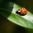 How to Get Rid of Ladybugs in the House?