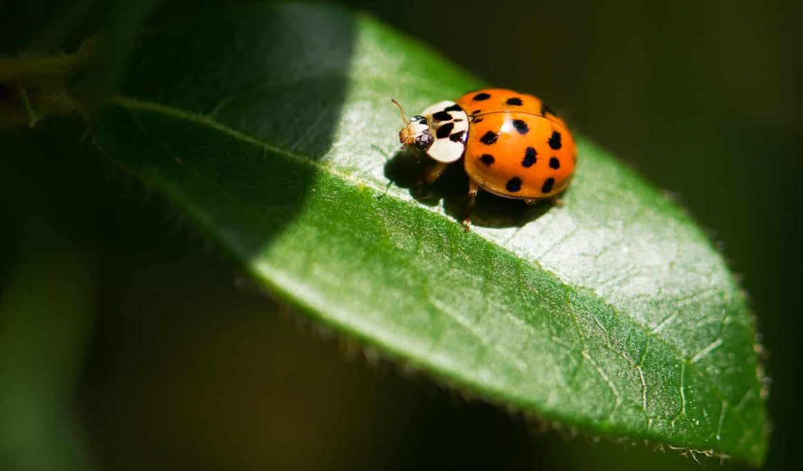 How to Get Rid of Ladybugs in the House?