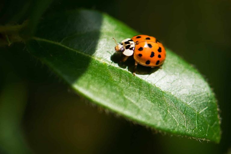 How to Get Rid of Ladybugs in the House?