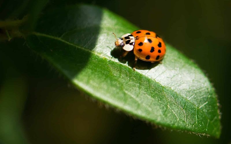 How to Get Rid of Ladybugs in the House?