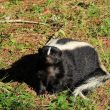 How to Get Rid of Skunks Under the House?