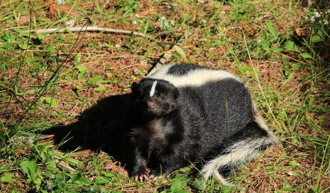 How to Get Rid of Skunks Under the House?