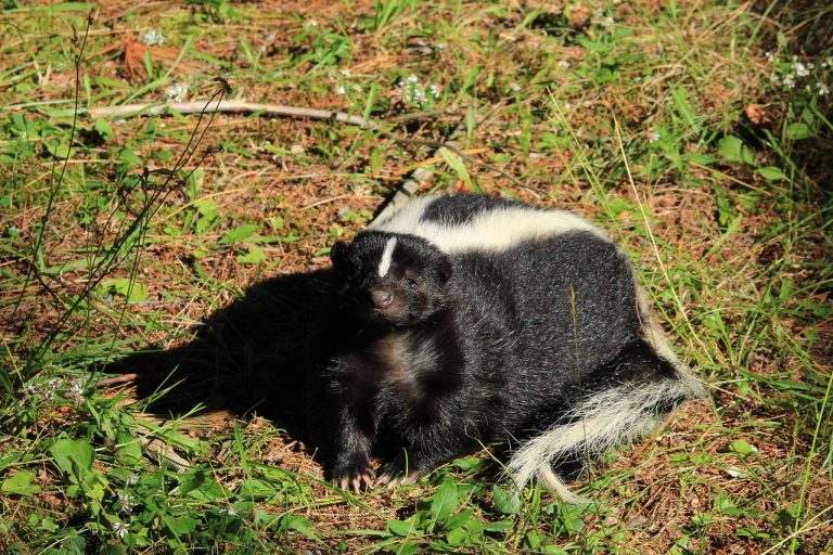 How to Get Rid of Skunks Under the House?