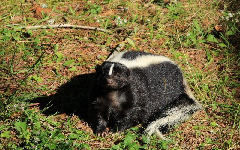 How to Get Rid of Skunks Under the House?