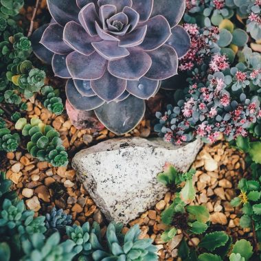 How to Plant Succulents