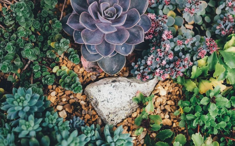 How to Plant Succulents