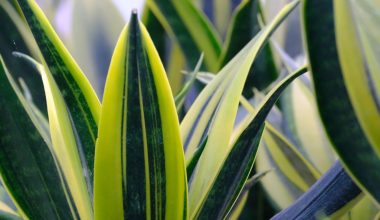 How to Propagate Snake Plant?