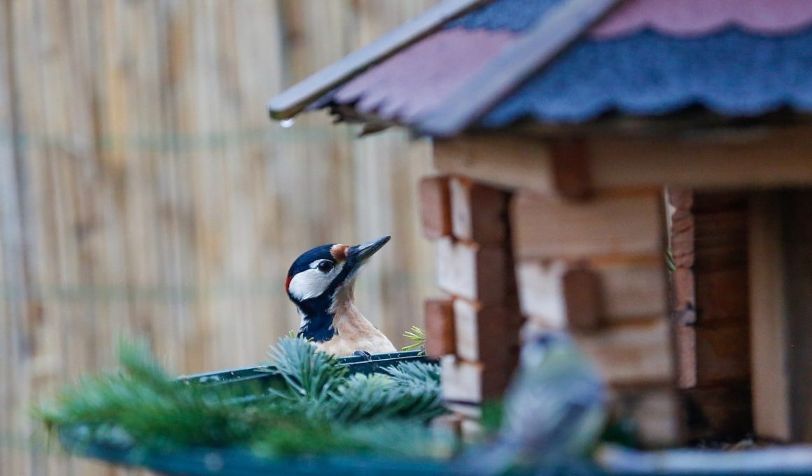 How to Stop Woodpeckers From Pecking House