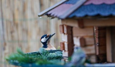 How to Stop Woodpeckers From Pecking House