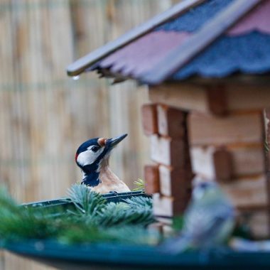 How to Stop Woodpeckers From Pecking House