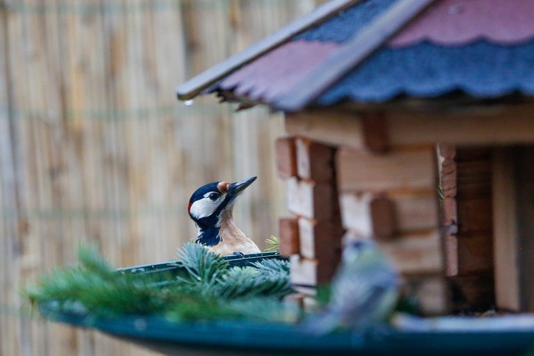 How to Stop Woodpeckers From Pecking House