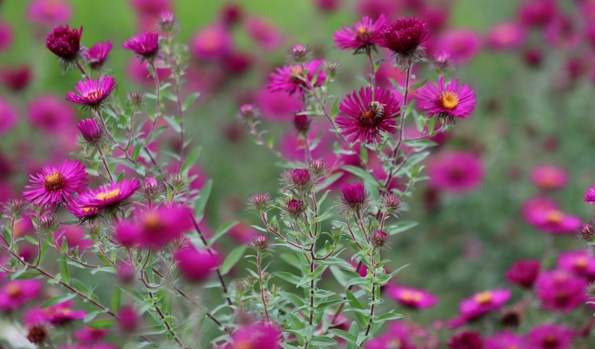 Low-Maintenance Perennials for Shade