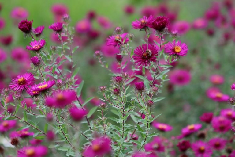 Low-Maintenance Perennials for Shade