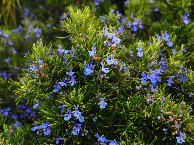 Types of Shrubs for Front of the House