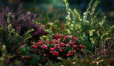 Types Of Shrubs In California