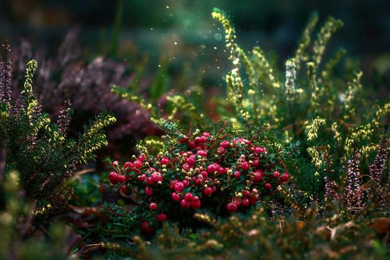 Types Of Shrubs In California