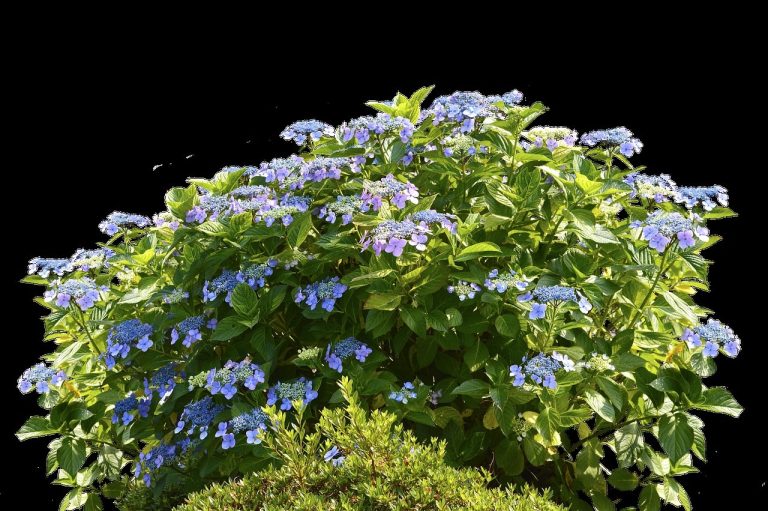 Types of Shrubs in Desert
