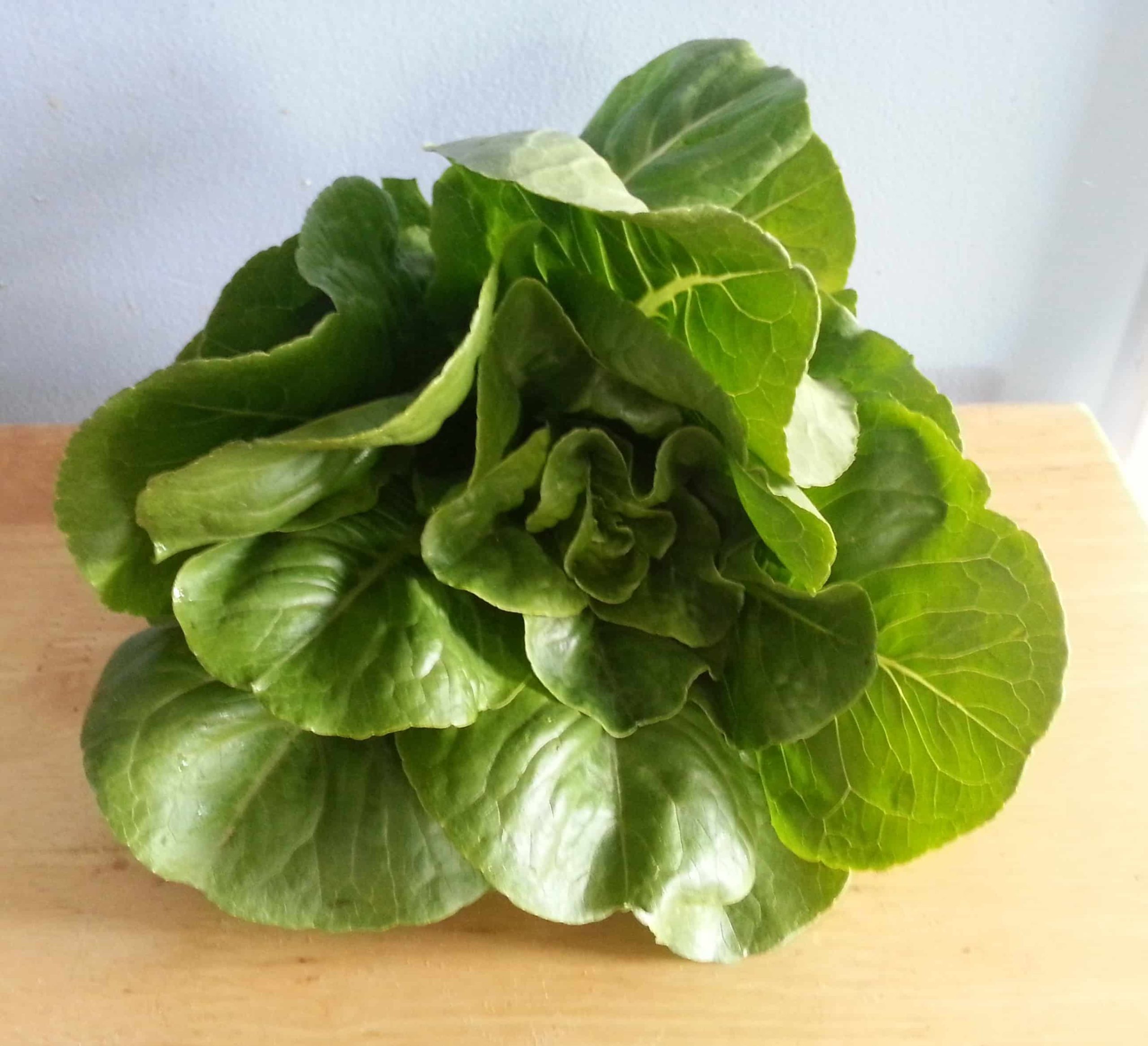 Bibb Lettuce