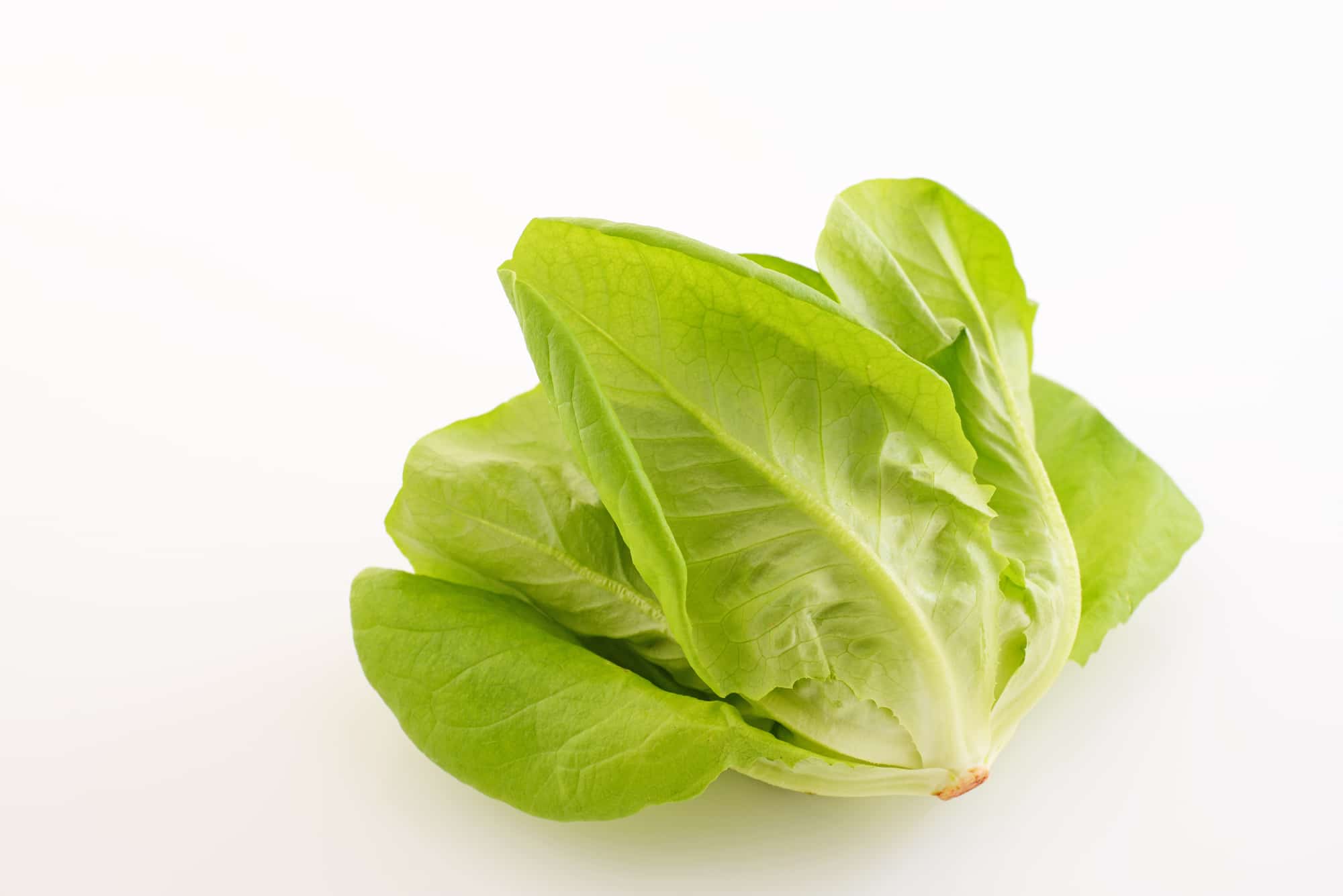 Boston Lettuce