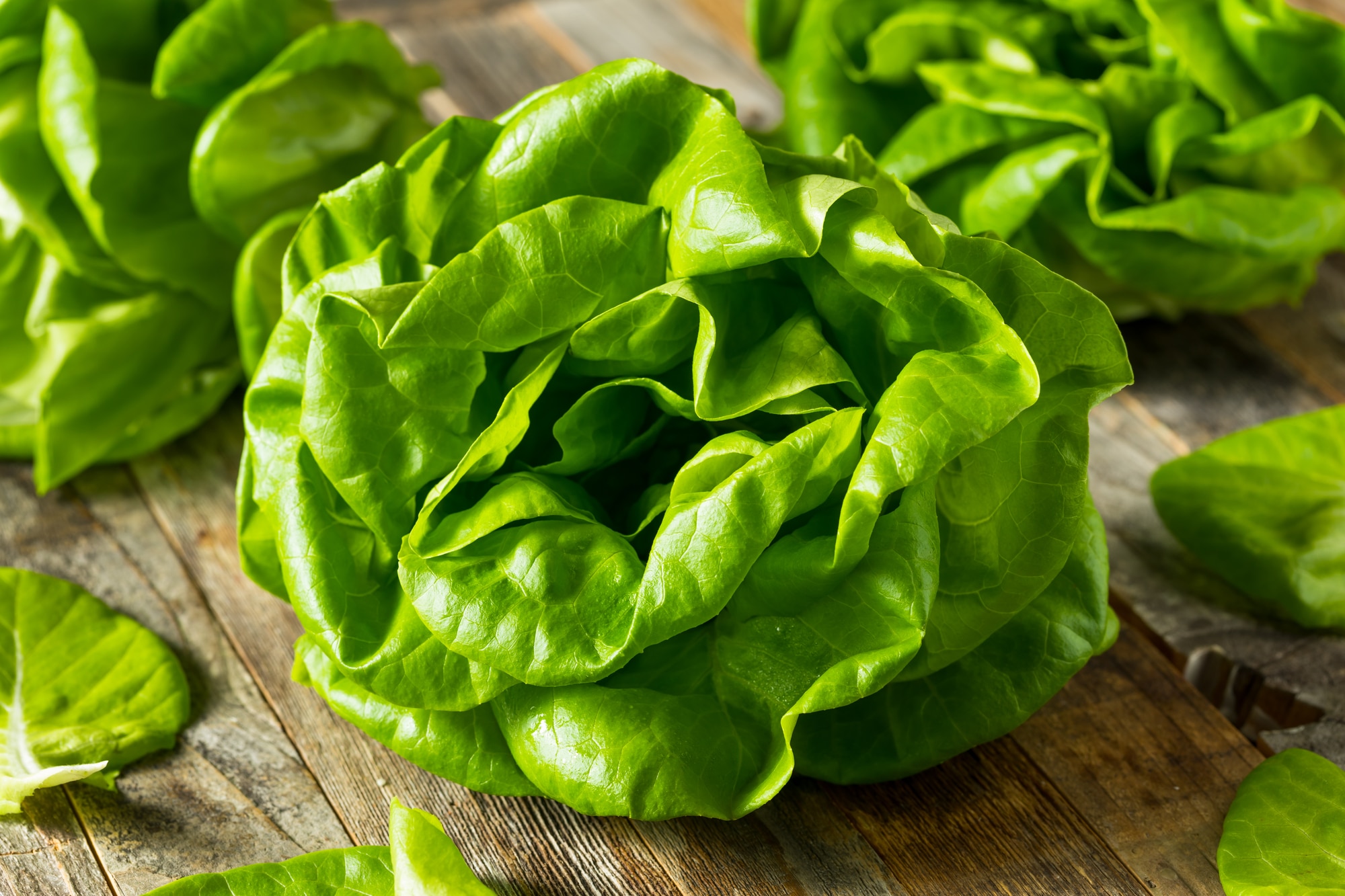 Butter Lettuce