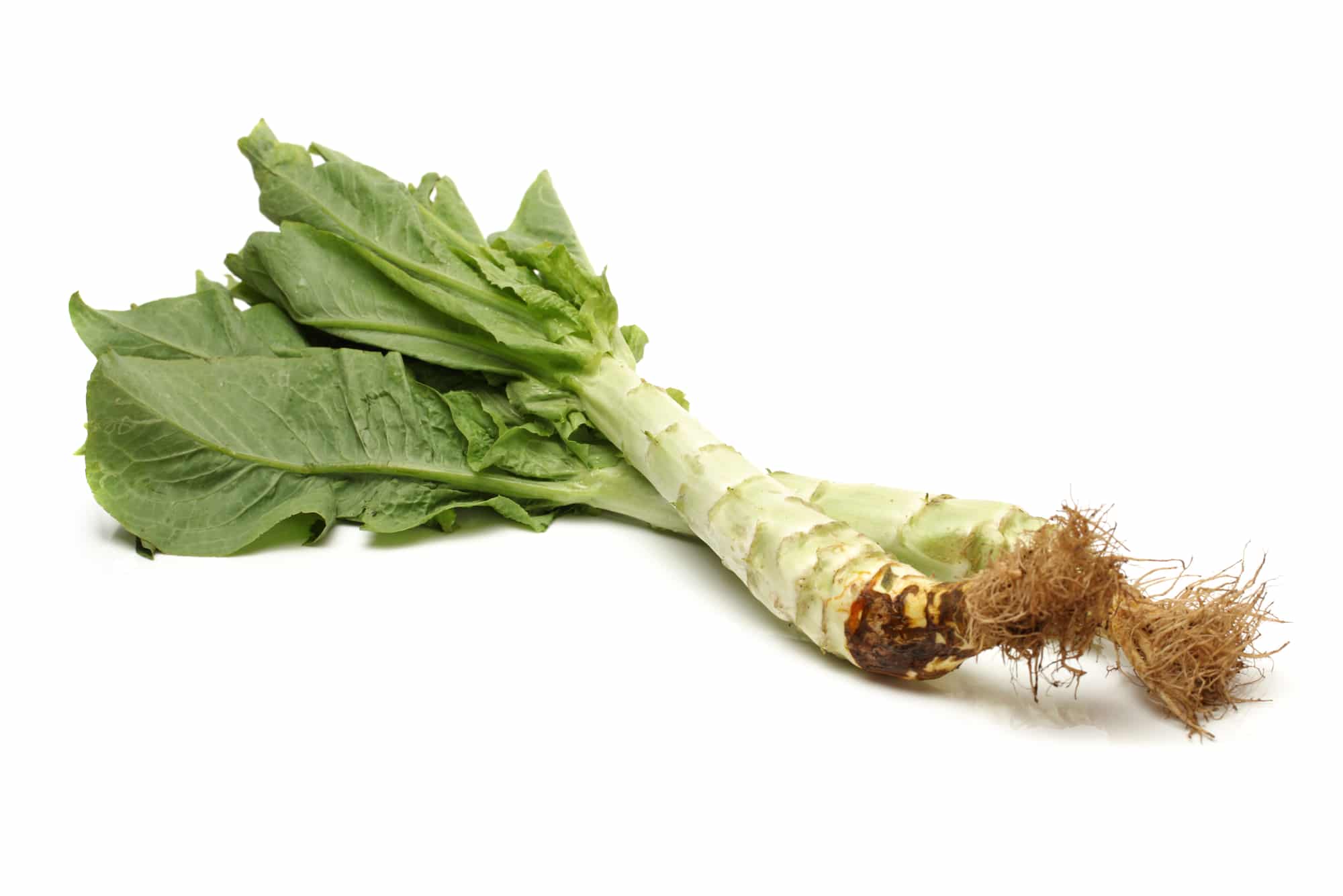 Celtuce