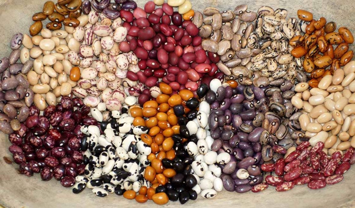 Different Types of Beans