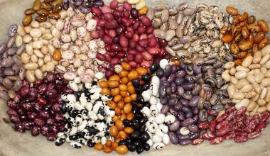 Different Types of Beans