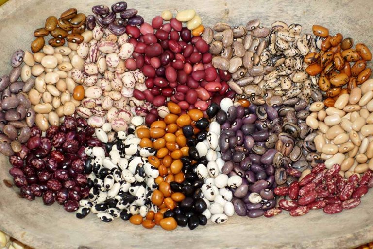 Different Types of Beans